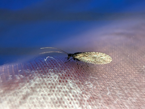 Micromus variolosus