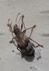 Polydrusus tereticollis