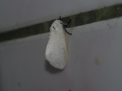 Sphrageidus virguncula