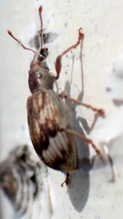 Polydrusus tereticollis