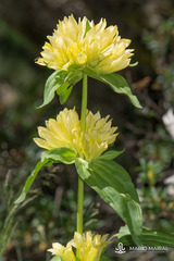 Gentiana burseri