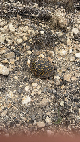 Ornate Box Turtle