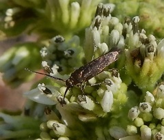 Scythris fuscicomella