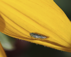 Colladonus geminatus