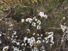 Leucopogon microphyllus