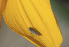 Colladonus geminatus