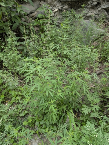 Cannabis