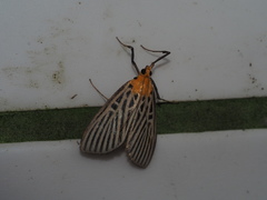 Tyspanodes hypsalis