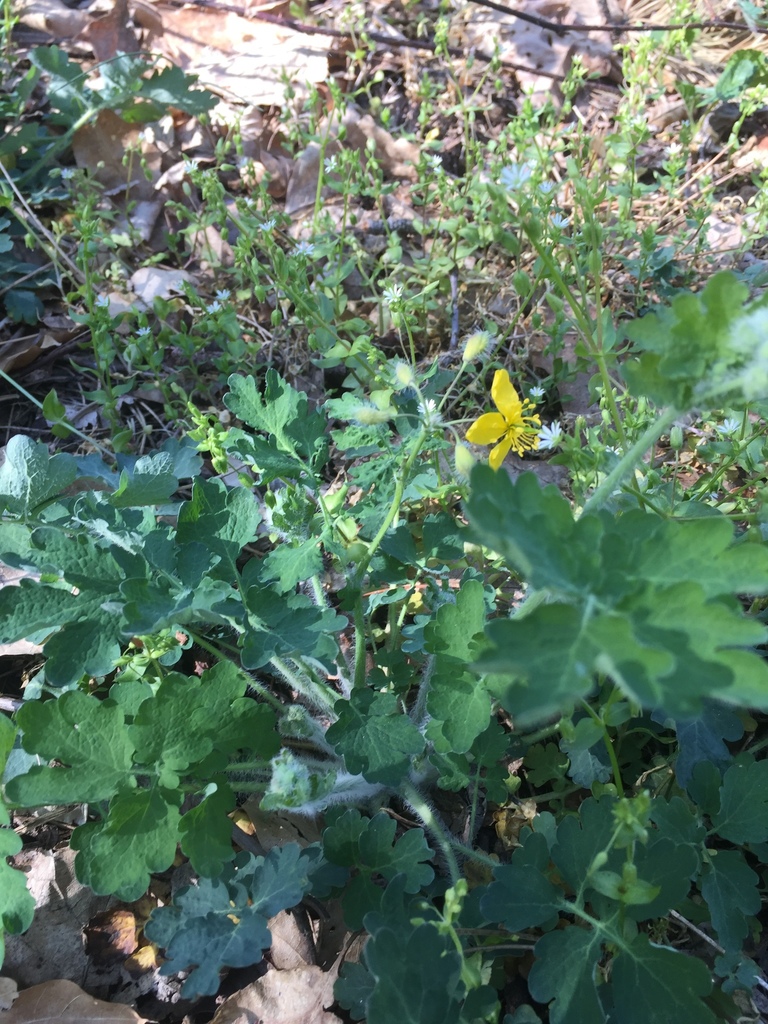 Greater celandine from U obce, Praha, Hlavní město Praha, CZ on April
