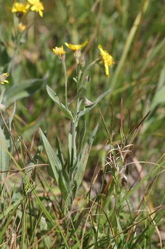 Arnica chamissonis, photograph 6
