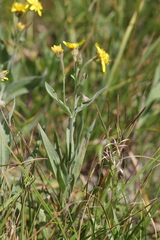 Arnica chamissonis, photograph Craig Martin, CC0, iNaturalist via GBIF