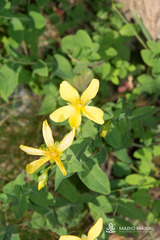 Hypericum richeri burseri