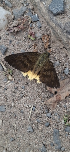 Telegonus anaphus