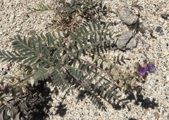 Astragalus prorifer