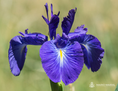 Iris latifolia