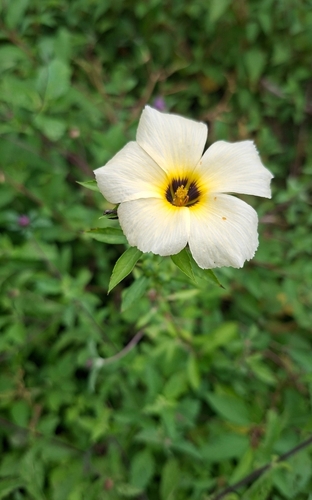 Cuban Buttercup
