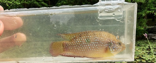 Jewel Cichlid