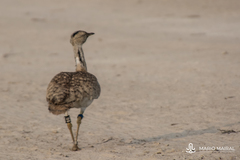 Chlamydotis macqueenii