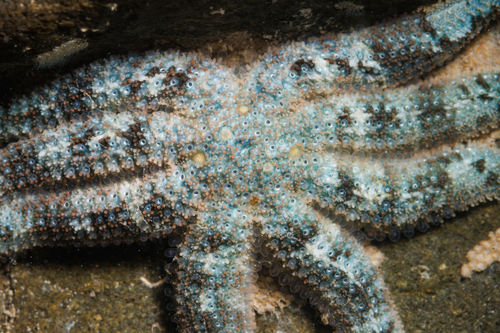 Allostichaster polyplax observed 2026-07-18