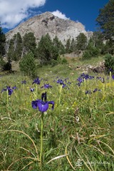 Iris latifolia
