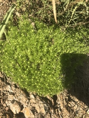 Galium andrewsii