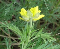 Adonis villosa