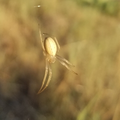 Larinia borealis