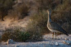 Chlamydotis macqueenii