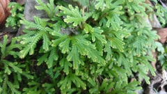 Selaginella repanda