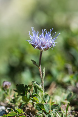 Jasione crispa