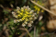 Alyssum umbellatum