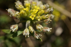 Alyssum umbellatum