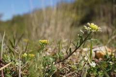 Alyssum umbellatum