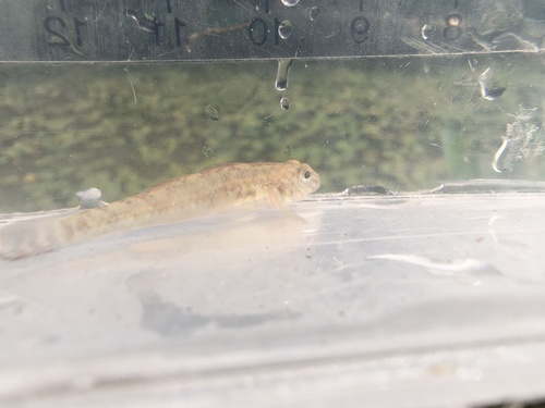 Amur Goby