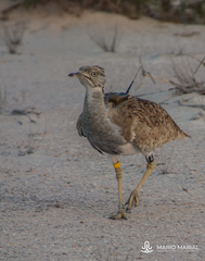 Chlamydotis macqueenii