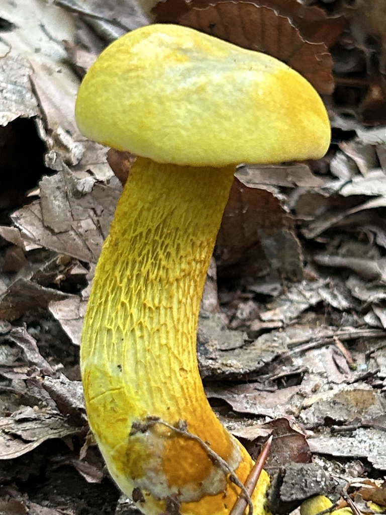 Ornate-stalked bolete · July 2026 · photo: Photo: (c) martin_livezey, some rights reserved (CC BY) · iNaturalist