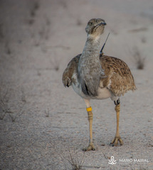 Chlamydotis macqueenii