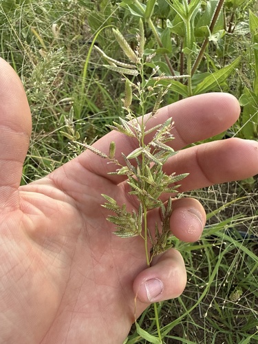 stinkgrass