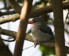 Halcyon senegaloides