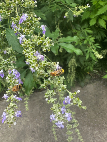 Eristalinus quinquestriatus