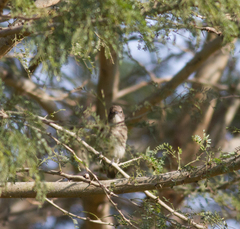 Prodotiscus regulus