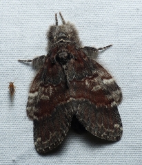 Peridea ferruginea