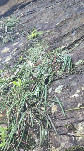 Dendrobium striolatum, photograph 6