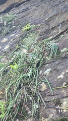 Dendrobium striolatum, photograph (c) Petra Holland, some rights reserved (CC BY)
