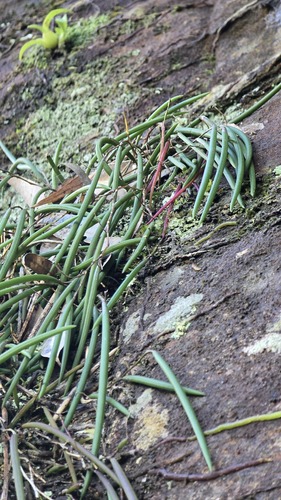 Dendrobium striolatum, photograph 5