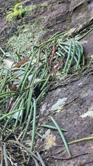 (c) Petra Holland, some rights reserved (CC BY) Dendrobium striolatum, photograph (c) Petra Holland, some rights reserved (CC BY)