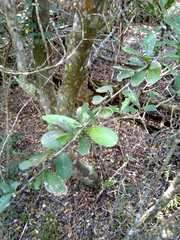 Gymnosporia nemorosa