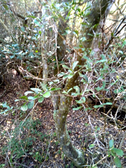 Gymnosporia nemorosa