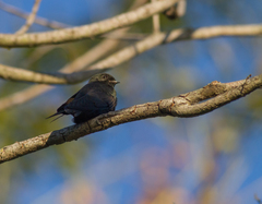 Psalidoprocne pristoptera