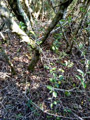 Gymnosporia nemorosa